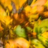2021-850_9079