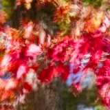 2021-DSC_7826
