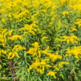 2019-SUI_1060