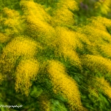 2019-SUI_1075