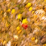 2019-850_2972