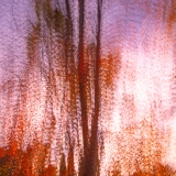 2017-8166592