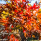 2019-850_3117
